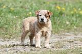 BOUVIER AUSTRALIEN 222